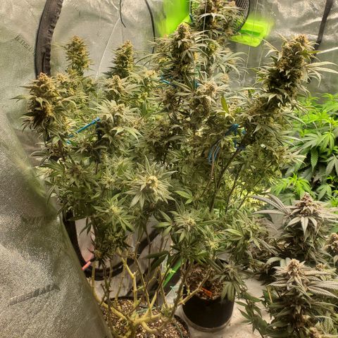 Dragon Mints 4💥 [4/29] growlog timeline photo