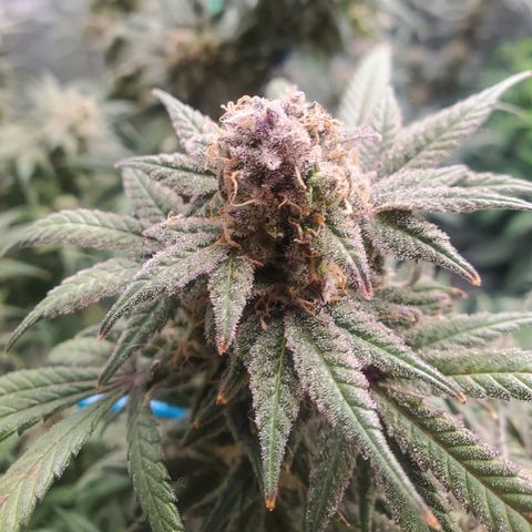 Dragon Mints 4💥 [4/29] growlog timeline photo