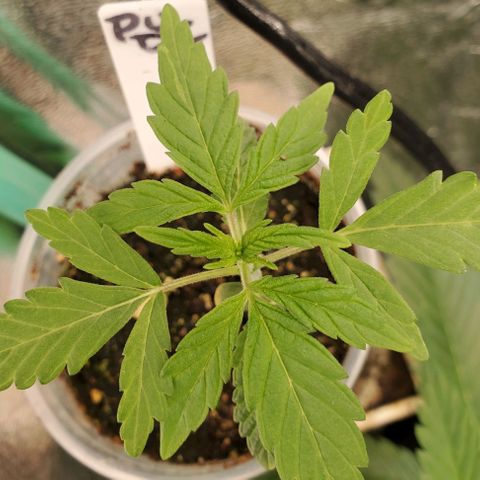 Pineapple Upside Down Cake 🍍 out growlog timeline photo