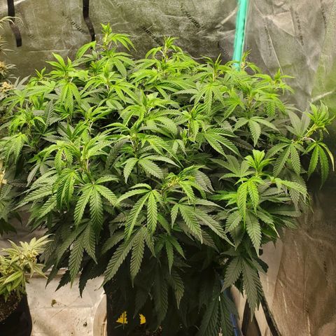 Vanilla Drip 1🍦 [6/24] growlog timeline photo