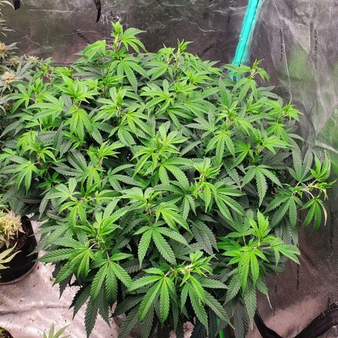 Vanilla Drip 1🍦 [6/24] growlog timeline photo