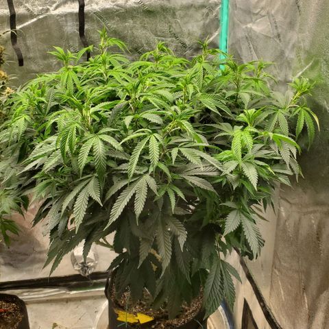Vanilla Drip 1🍦 [6/24] growlog timeline photo
