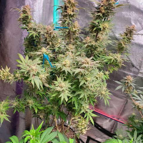 Dragon Mints 4💥 [4/29] growlog timeline photo