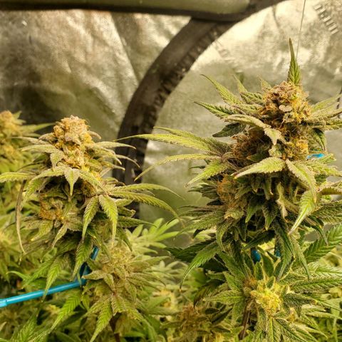 Dragon Mints 4💥 [4/29] growlog timeline photo
