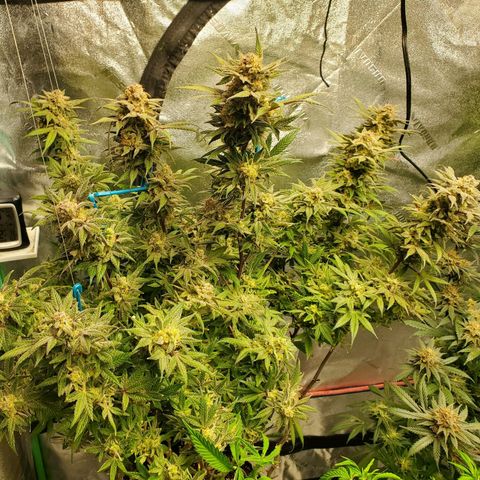 Dragon Mints 4💥 [4/29] growlog timeline photo