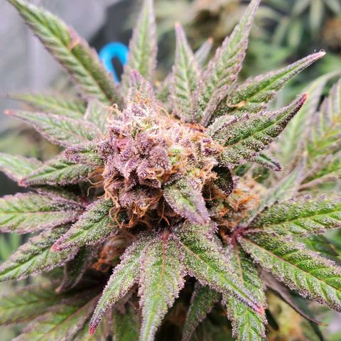 Dragon Mints 4💥 [4/29] growlog timeline photo