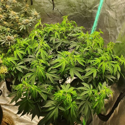 Vanilla Drip 1🍦 [6/24] growlog timeline photo
