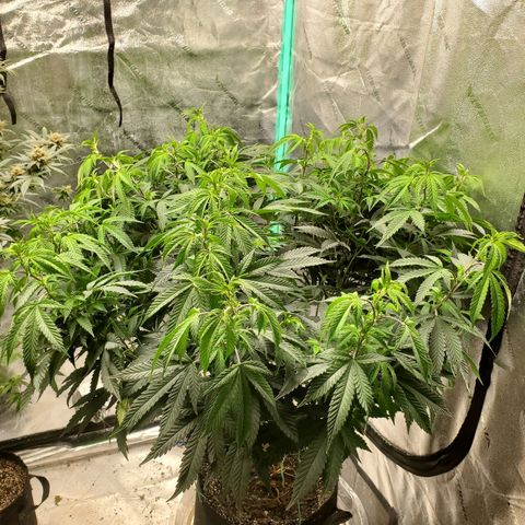 Vanilla Drip 1🍦 [6/24] growlog timeline photo