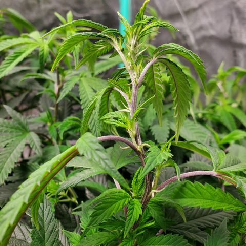 Vanilla Drip 1🍦 [6/24] growlog timeline photo