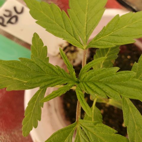 Pineapple Upside Down Cake 🍍 out growlog timeline photo