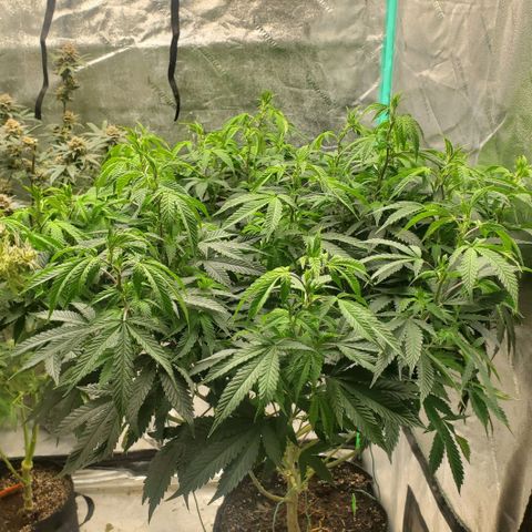 Vanilla Drip 1🍦 [6/24] growlog timeline photo
