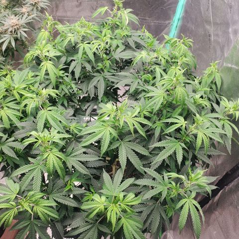 Vanilla Drip 1🍦 [6/24] growlog timeline photo