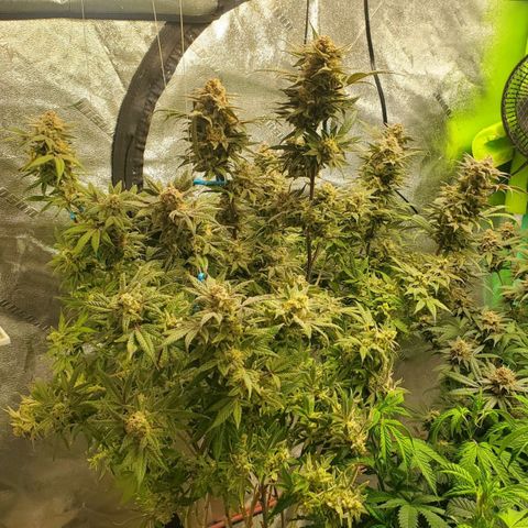 Dragon Mints 4💥 [4/29] growlog timeline photo