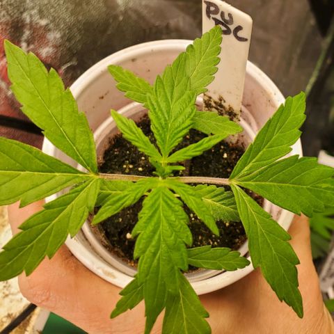 Pineapple Upside Down Cake 🍍 out growlog timeline photo
