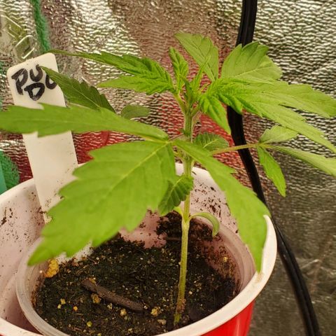 Pineapple Upside Down Cake 🍍 out growlog timeline photo