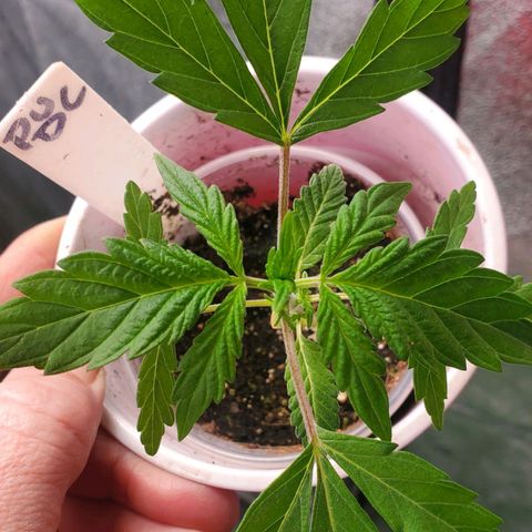 Pineapple Upside Down Cake 🍍 out growlog timeline photo