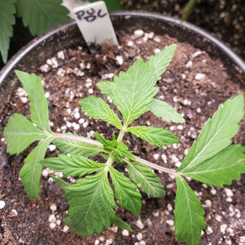 Pineapple Upside Down Cake 🍍 out growlog timeline photo