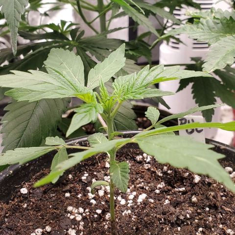 Pineapple Upside Down Cake 🍍 out growlog timeline photo