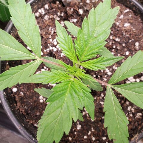 Pineapple Upside Down Cake 🍍 out growlog timeline photo