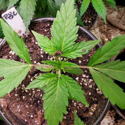 Pineapple Upside Down Cake 🍍 out growlog timeline photo