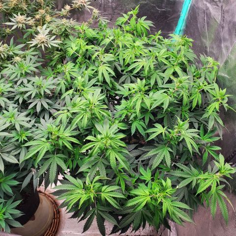 Vanilla Drip 1🍦 [6/24] growlog timeline photo