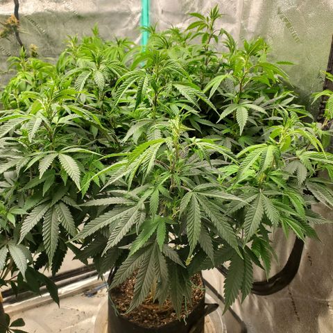 Vanilla Drip 1🍦 [6/24] growlog timeline photo