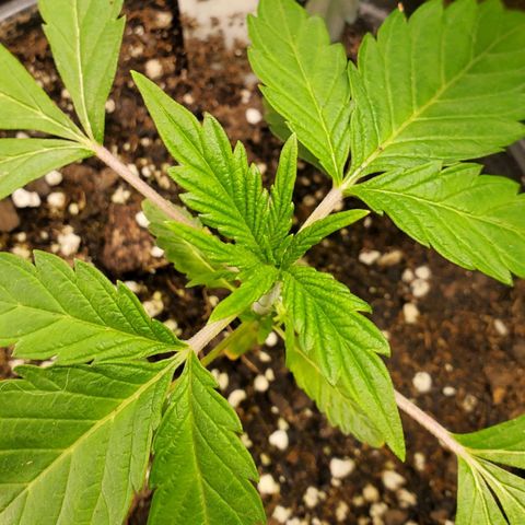 Pineapple Upside Down Cake 🍍 out growlog timeline photo
