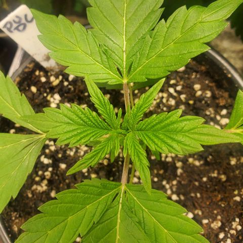 Pineapple Upside Down Cake 🍍 out growlog timeline photo
