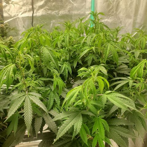 Vanilla Drip 1🍦 [6/24] growlog timeline photo