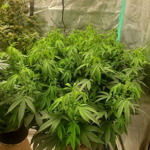 Vanilla Drip 1🍦 [6/24] growlog timeline photo