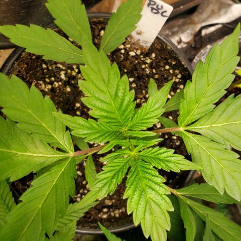 Pineapple Upside Down Cake 🍍 out growlog timeline photo