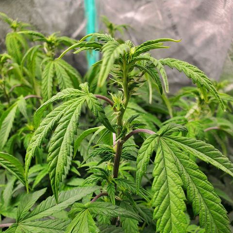 Vanilla Drip 1🍦 [6/24] growlog timeline photo