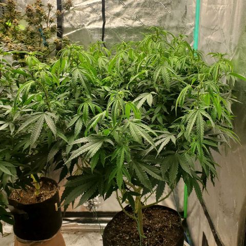 Vanilla Drip 1🍦 [6/24] growlog timeline photo