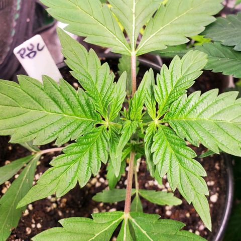 Pineapple Upside Down Cake 🍍 out growlog timeline photo