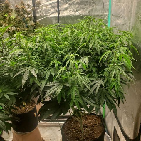 Vanilla Drip 1🍦 [6/24] growlog timeline photo