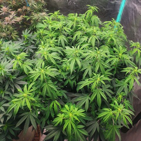 Vanilla Drip 1🍦 [6/24] growlog timeline photo