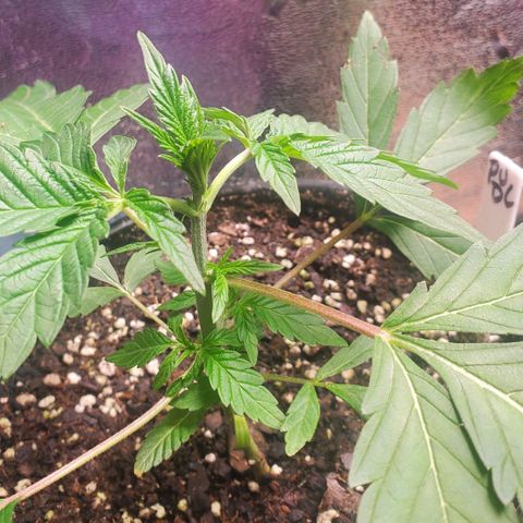 Pineapple Upside Down Cake 🍍 out growlog timeline photo