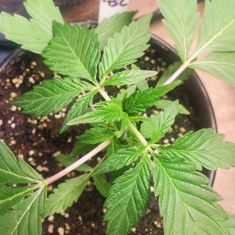 Pineapple Upside Down Cake 🍍 out growlog timeline photo