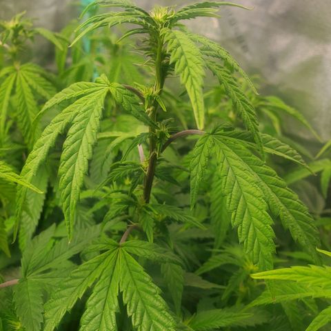Vanilla Drip 1🍦 [6/24] growlog timeline photo