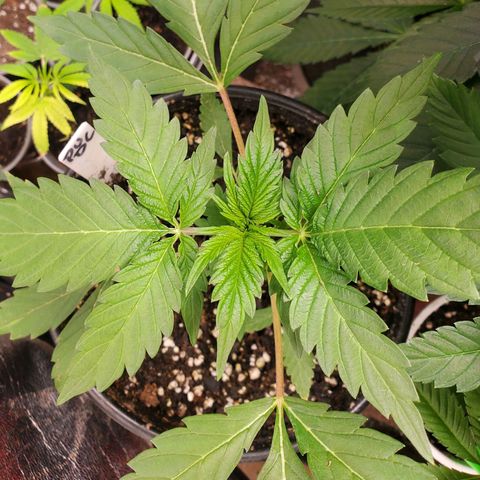 Pineapple Upside Down Cake 🍍 out growlog timeline photo