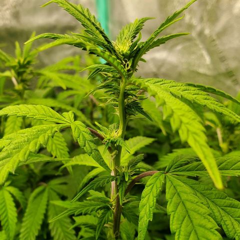Vanilla Drip 1🍦 [6/24] growlog timeline photo