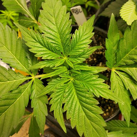 Pineapple Upside Down Cake 🍍 out growlog timeline photo