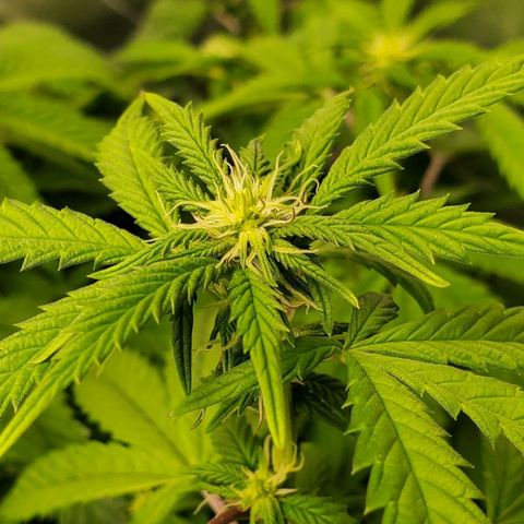 Vanilla Drip 1🍦 [6/24] growlog timeline photo