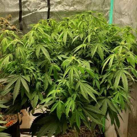 Vanilla Drip 1🍦 [6/24] growlog timeline photo