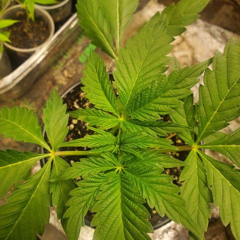 Pineapple Upside Down Cake 🍍 out growlog timeline photo