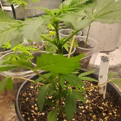 Pineapple Upside Down Cake 🍍 out growlog timeline photo