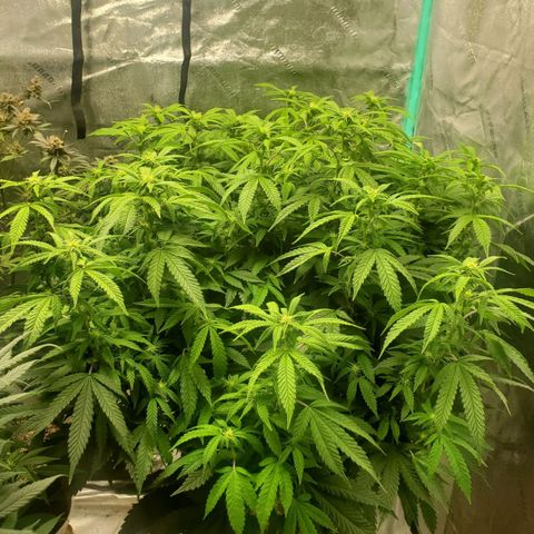 Vanilla Drip 1🍦 [6/24] growlog timeline photo