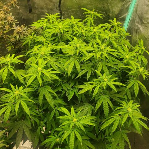 Vanilla Drip 1🍦 [6/24] growlog timeline photo