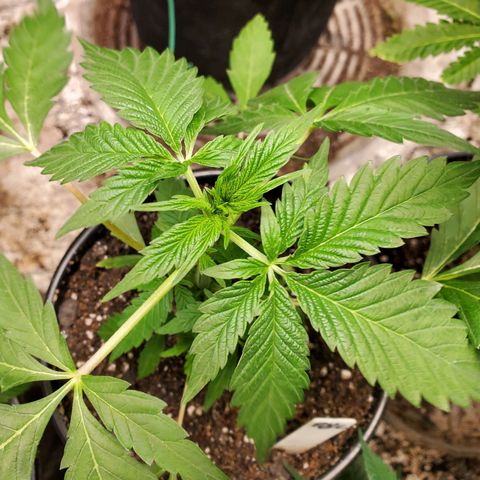 Pineapple Upside Down Cake 🍍 out growlog timeline photo