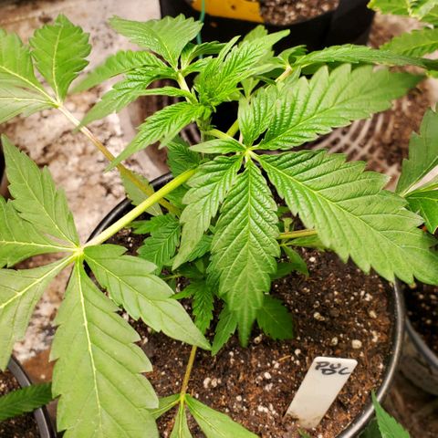 Pineapple Upside Down Cake 🍍 out growlog timeline photo
